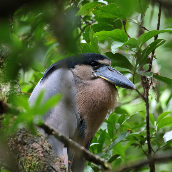 Boat-billed Heron